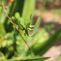 Furcraea foetida (L.) Haw.